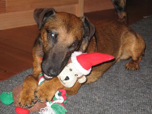 Duke vom Sandbachtal wünscht allen Hundefreunden eine hundeschöne, fröhliche und zufriedene Weihnachtszeit !