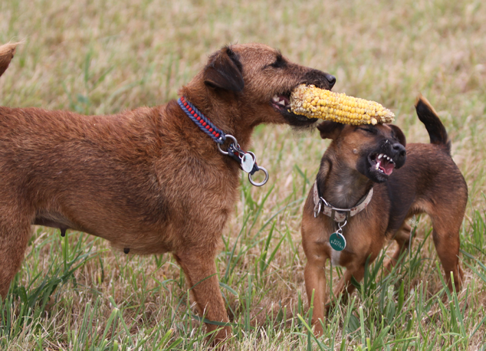 Hundeerziehung: Lotte und Birla vom Fuchstanz